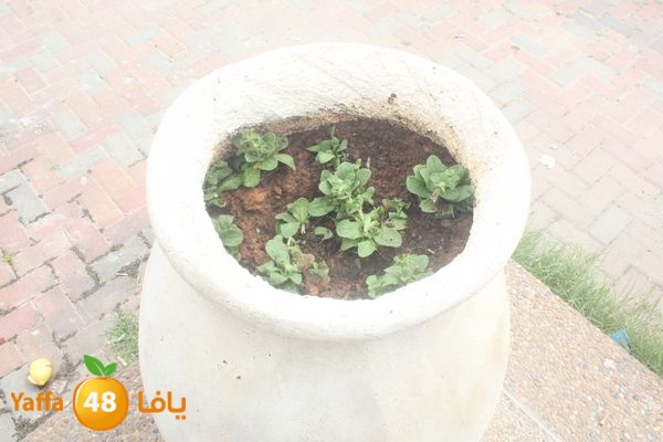 zohormasjednoor34 (7).JPG